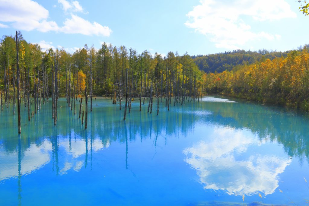 冬の青い池