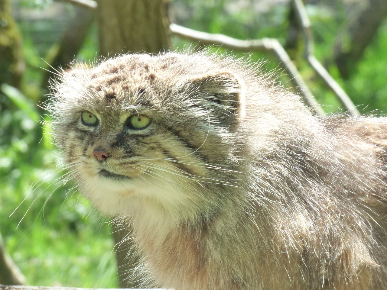 北海道の旭山動物園にマヌルネコがやってきます ダレトクblog Net